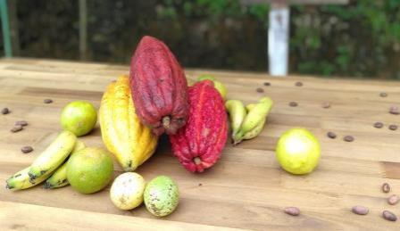 San Francisco Ruta del Cacao